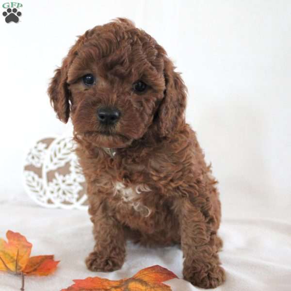 Brittany, Cavapoo Puppy